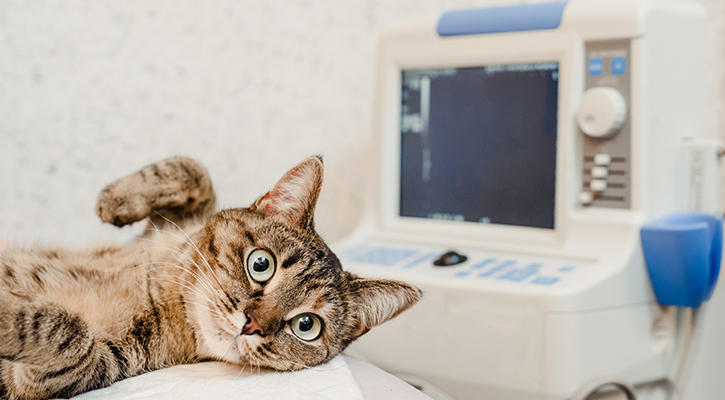 wide-eyed brown cat laying on exam table with ultrasound machine in the background